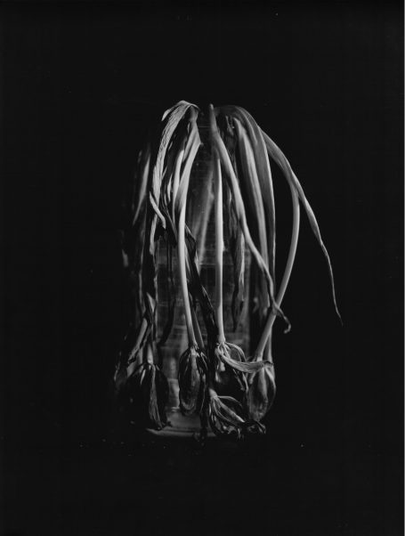 Tulipani Tre Tulipani Tre