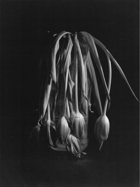 Tulipani Due Tulipani Due