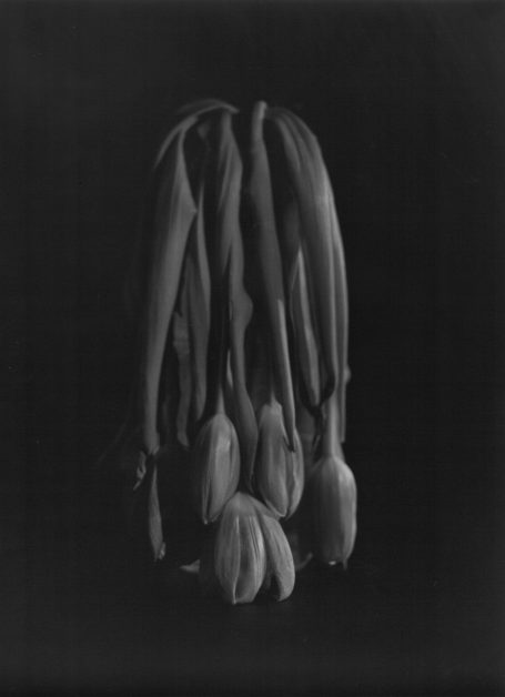 Tulipani Uno Tulipani Uno