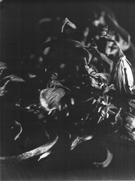 Tulipani Quattro Tulipani Quattro